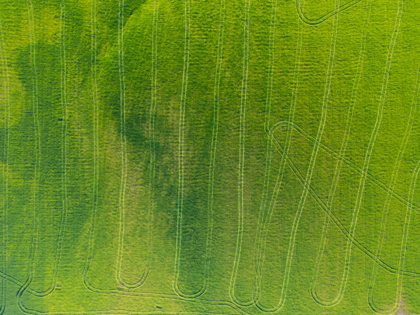 Rice field green grass landscape background.