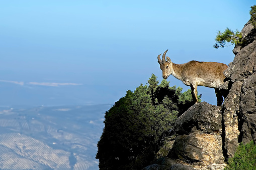 Hipánica pyrenaica goat, in the Cazorla, Segura and Las Villas Natural Park.