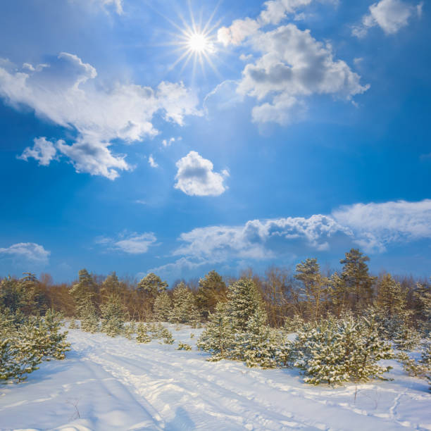 Evergreen trees standing in a snow-covered forest during a sunny winter day