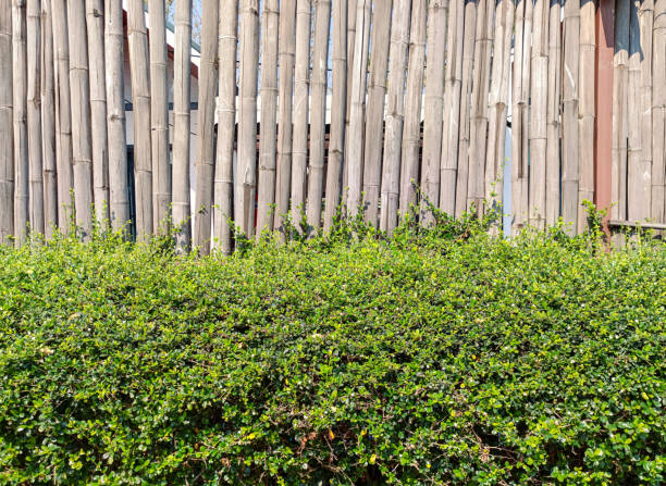 Fence green leaves with bamboo wall