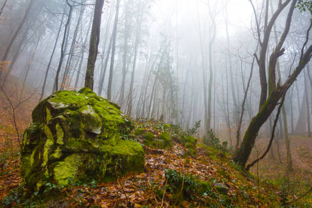 istock closeup huge stone in misty beech forest 2050101303