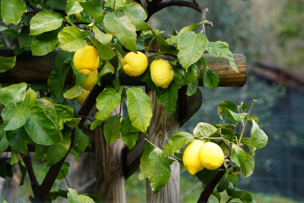 istock Lemons on a tree. Ripe lemons grow on a tree. Fruit trees. 2050101815
