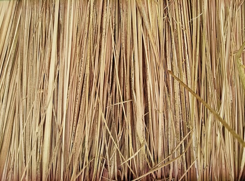Rice plants are dried and woven so that they can be used as shelter