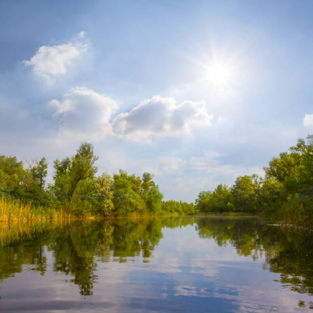 calm summer river with forest on coast at the sunny day