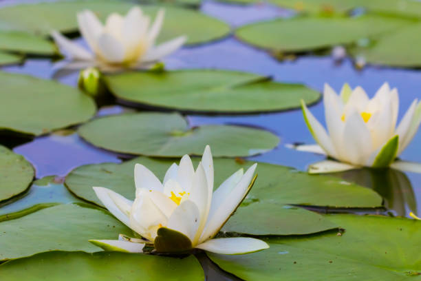 Lotus flower