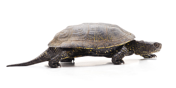 One walking turtle isolated on a white background.