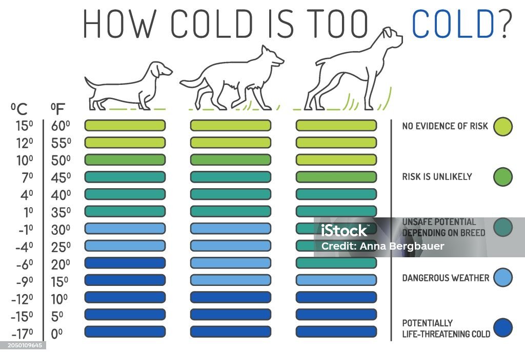 Normal Or Cold How Cold Is Too Cold The Normal Temperature For A Dog Stock ...
