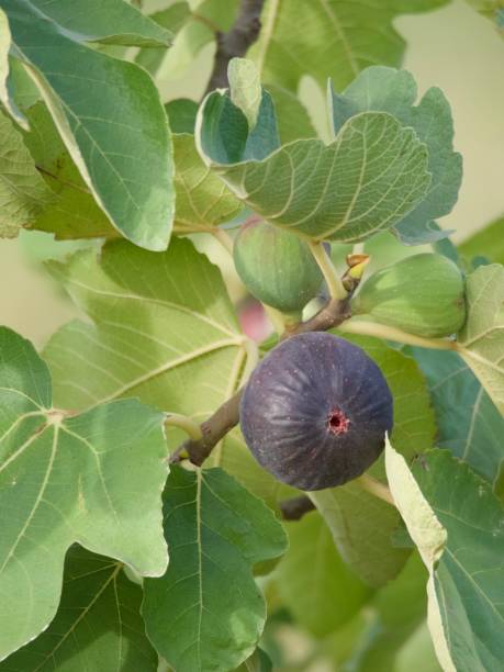 Figs On an Organic Fig Tree in Summer
