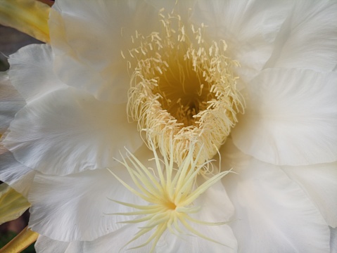 the pistil and stamens of the dragon fruit flower