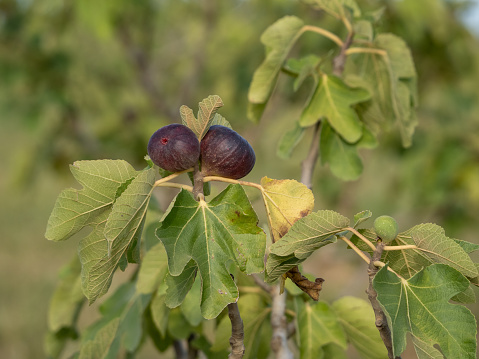 Closeup photo of green leaves and ripe figs growing on a fig tree in an organic orchard in Summer. Soft focus background. Mudgee, NSW.