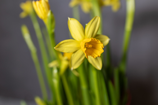 Close-up of the bud of a bright yellow Daffodils, yellow narcissus flower