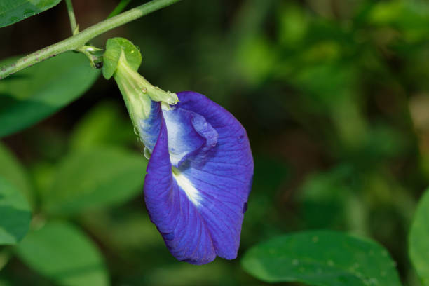 Butterfly purple pea flower Butterfly purple pea flower with green leaf background in morning,Selective focus butterfly purple blue isolated stock pictures, royalty-free photos & images