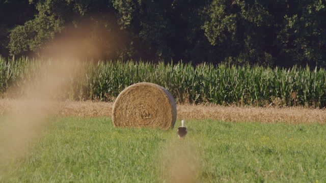 Rack Focus of Ripe Wheat Plant and Stork Walking by Hay Bale on Field during Sunny Day