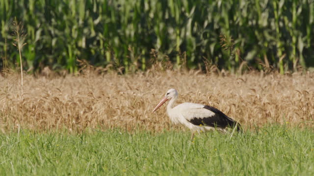 Side View of Stork Walking on Grassy Field during Sunny Day