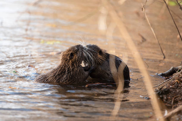 nutria, coypu herbivorous, semiaquatic rodent member of the family myocastoridae on the riverbed, baby animals, habintant wetlands, river rat - nutria rodent beaver water photos et images de collection