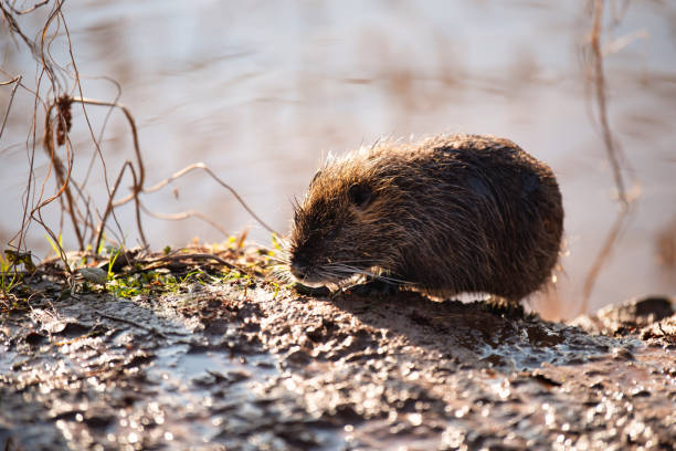 nutria, coypu herbivorous, semiaquatic rodent member of the family myocastoridae on the riverbed, baby animals, habintant wetlands, river rat - nutria rodent beaver water photos et images de collection