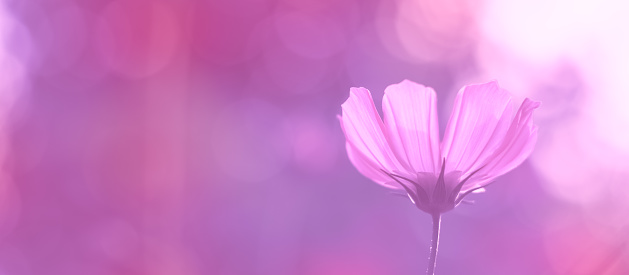 Pink cosmos flower on a beautiful colorful background outdoors. A gentle dreamy image of nature. Selective soft focus, side view. Banner