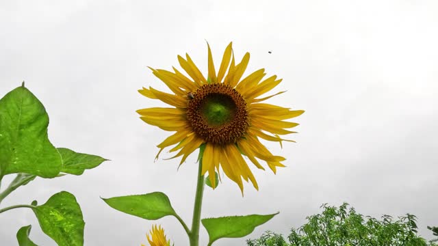 Sunflower Against Cloudy Sky Timelapse