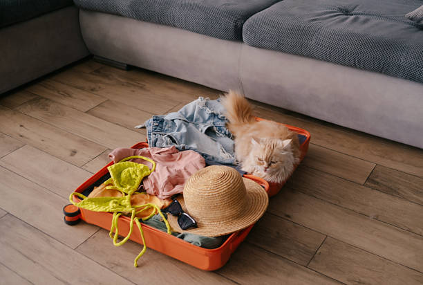 istock traveling with animals. cat sitting in suitcase with clothes 2050163277