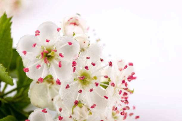 branch with spring flowers