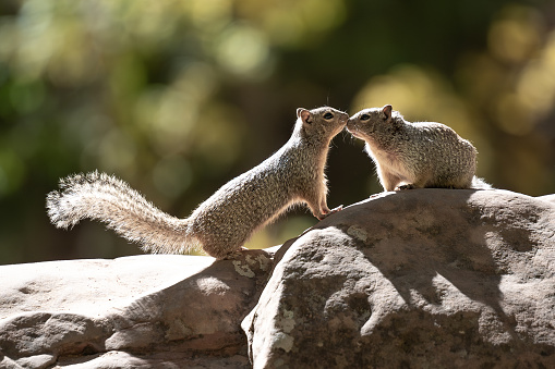 The two tiny squirrels perched on a rock near trees