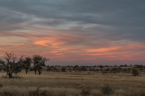Sunset with orange clouds  in Kgalagadi Transfrontier Park, South Africa