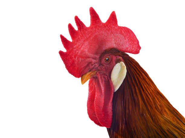 istock red rooster portrait isolated on white background 2050188239