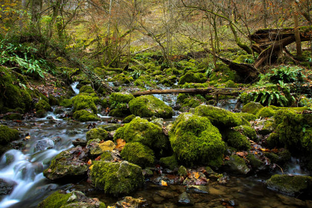 Closeup rock with moss, grass and caterpillar at natural stream  flows from waterfall in tropical rainforest, natural light
