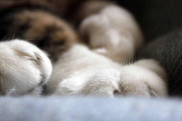 Cute cat sleeping by the window