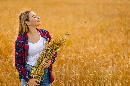 Girl holding a golden ear of wheat on a wheat field. woman holds wheat with both hands.