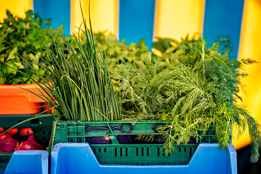 Crate filled with lots of green plants next to blue container filled with grass.
