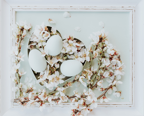Close up from above of a flat lay of four mint Easter eggs in a heart box on a vintage frame with almond blossoms. Color editing with added grain. Very selective focus. Part of a series.