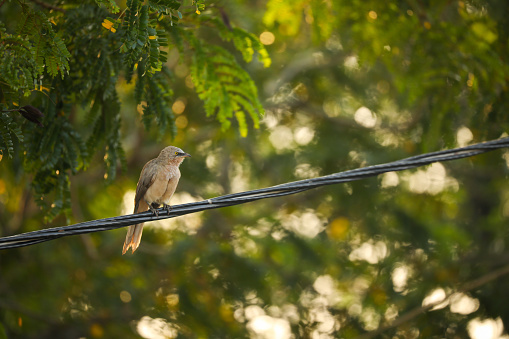 A large grey babbler perched on a power line