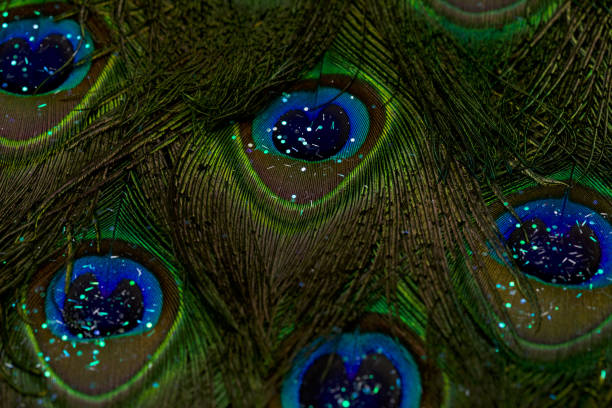 istock Close-up of a vibrant peacock feather background 2050229691