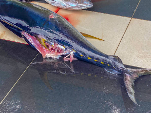 Damaged Tuna at Fuvahmulah Fish Market Close-up of a tuna with a shark-inflicted wound at the vibrant Fuvahmulah fish market, Maldives. Predatory forces of the ocean showcased. maldives fish market photos stock pictures, royalty-free photos & images