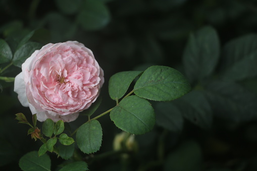 pink rose bloom  flower pure natural spring summer romantic beautiful graceful
