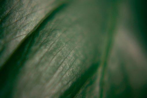 Green leaf as a background. Close up.