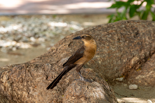 Great-tailed grackle or Mexican grackle (Quiscalus mexicanus), medium-sized, highly social passerine. Santa Marta Magdalena department. Wildlife and birdwatching in Colombia.