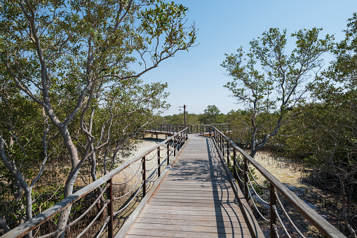 A tranquil scene along the Mangrove Walk Seaside Promenade on Jubail Island, Abu Dhabi, UAE, offering a peaceful retreat amidst the natural beauty of the mangroves. Image taken during low tide