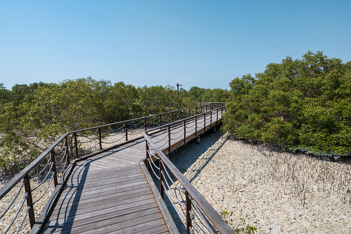 A tranquil scene along the Mangrove Walk Seaside Promenade on Jubail Island, Abu Dhabi, UAE, offering a peaceful retreat amidst the natural beauty of the mangroves. Image taken during low tide
