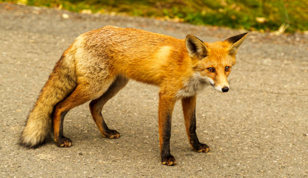 istock Fox standing in the center of a road 2050252772
