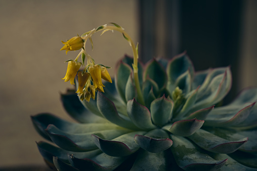 The beauty and fleshy yellow flowers and green leaves of Echeveria Pulidonis