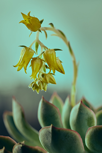 The beauty and fleshy flowers and leaves of Echeveria Pulidonis