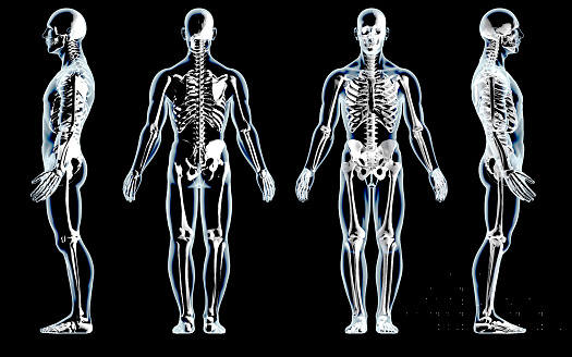 3DCG anatomical skeleton