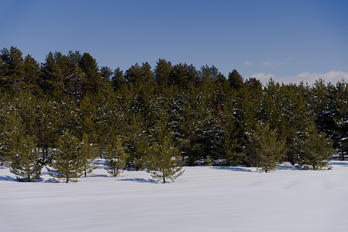 Snow covered Pine trees on the side of a mountain