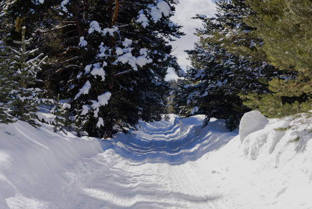 Snow covered Pine trees on the side of a mountain