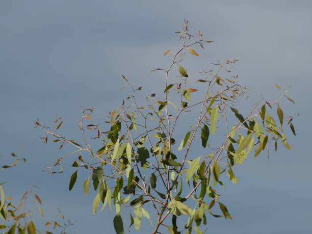 feuilles d’eucalyptus éclairées par le soleil matinal - aborigine indigenous culture australian culture australia photos et images de collection