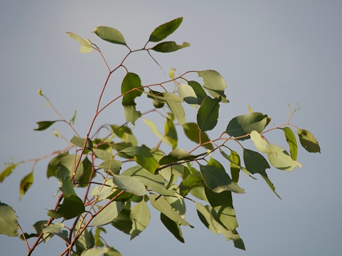 Close-up photo of green mature leaves and red tiny new leaves on the branches of a young uncultivated Eucalyptus tree in the countryside near Mudgee, NSW in Summer.