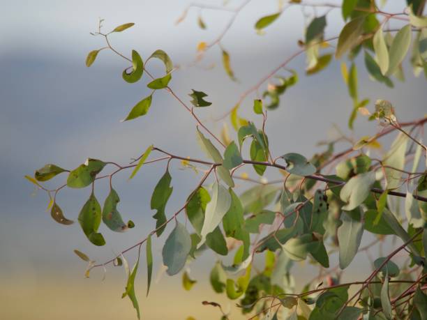 Close-up photo of green mature leaves and red tiny new leaves on the branches of a young uncultivated Eucalyptus tree in the countryside near Mudgee, NSW in Summer. Soft focus wilderness background.