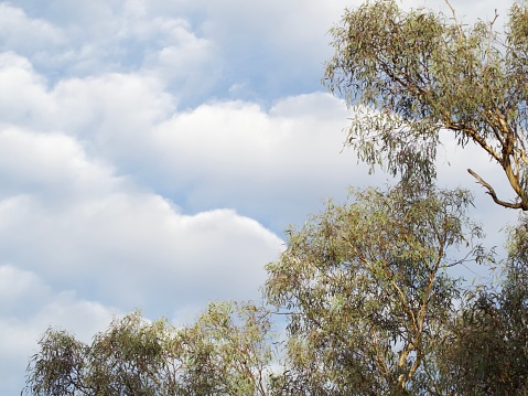Landscape photo of green mature leaves on the branches of an uncultivated Eucalyptus tree in the countryside near Mudgee, NSW in Summer. White fluffy clouds in a blue sky background.